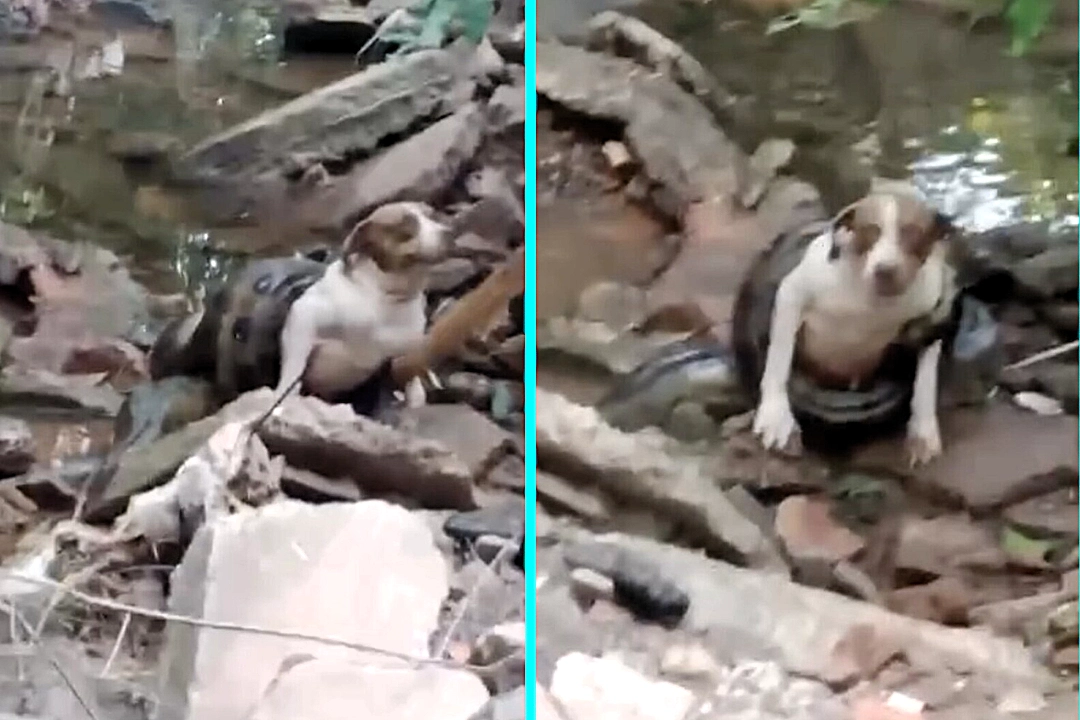 Pet dog Rabica narrowly escapes being crushed to death after massive 20ft anaconda coils around her body in Brazil. Locals pelt snake with stones to drive it off.