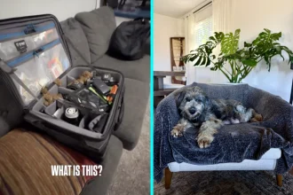 San Diego photographer loses £15,000 in camera gear after foster dog poops all over it. Brian Binkert had fostered 500+ dogs but never experienced anything like this.