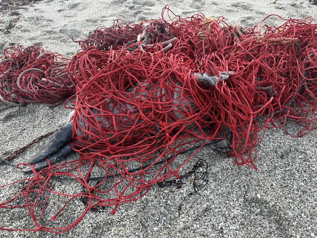 Young grey seal rescued from record 100ft net weighing over 3 stone at Gyllyngvase beach, Falmouth. Biggest entanglement British Divers Marine Life Rescue ever freed.