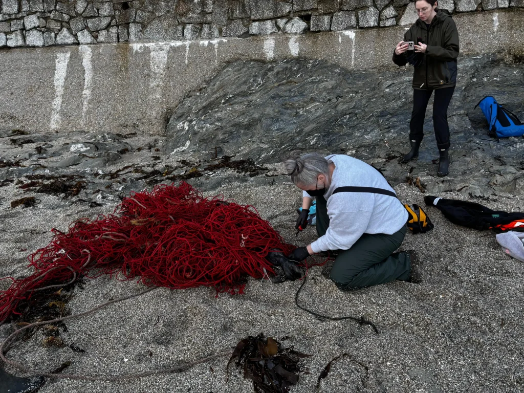 Young grey seal rescued from record 100ft net weighing over 3 stone at Gyllyngvase beach, Falmouth. Biggest entanglement British Divers Marine Life Rescue ever freed.