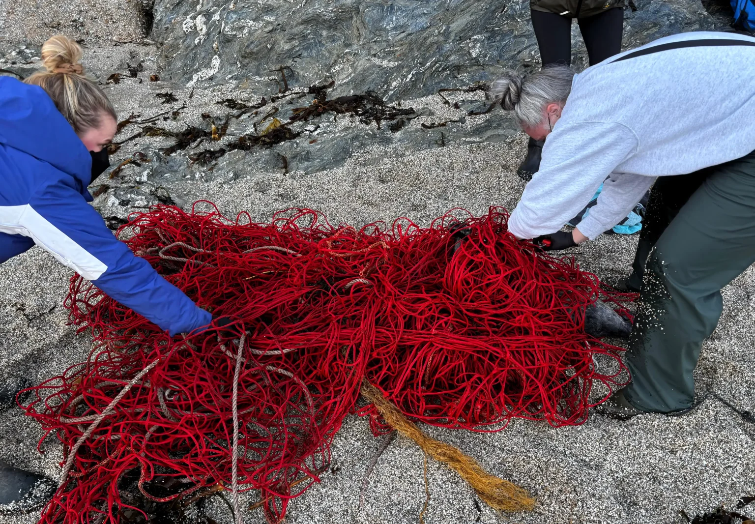 Young grey seal rescued from record 100ft net weighing over 3 stone at Gyllyngvase beach, Falmouth. Biggest entanglement British Divers Marine Life Rescue ever freed.
