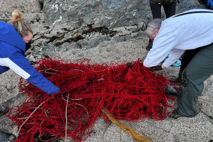 Young grey seal rescued from record 100ft net weighing over 3 stone at Gyllyngvase beach, Falmouth. Biggest entanglement British Divers Marine Life Rescue ever freed.
