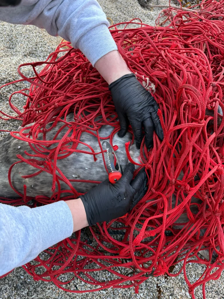 Young grey seal rescued from record 100ft net weighing over 3 stone at Gyllyngvase beach, Falmouth. Biggest entanglement British Divers Marine Life Rescue ever freed.