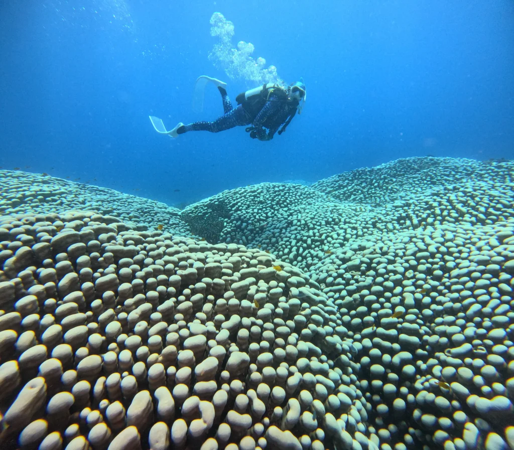 World's largest coral reef colony discovered on the Great Barrier Reef by mother-daughter diving duo - stretching the length of a football field, it dwarfs all previous records.
