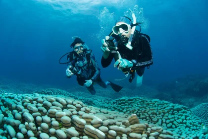 World's largest coral reef colony discovered on the Great Barrier Reef by mother-daughter diving duo - stretching the length of a football field, it dwarfs all previous records.