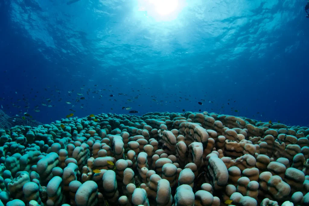 World's largest coral reef colony discovered on the Great Barrier Reef by mother-daughter diving duo - stretching the length of a football field, it dwarfs all previous records.