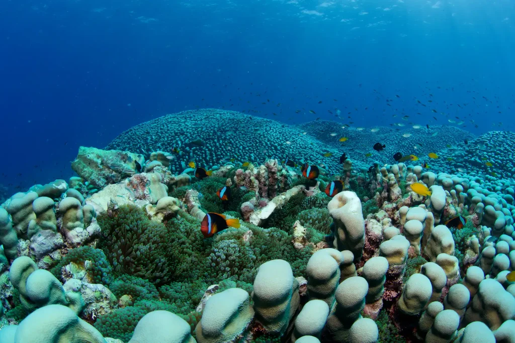World's largest coral reef colony discovered on the Great Barrier Reef by mother-daughter diving duo - stretching the length of a football field, it dwarfs all previous records.