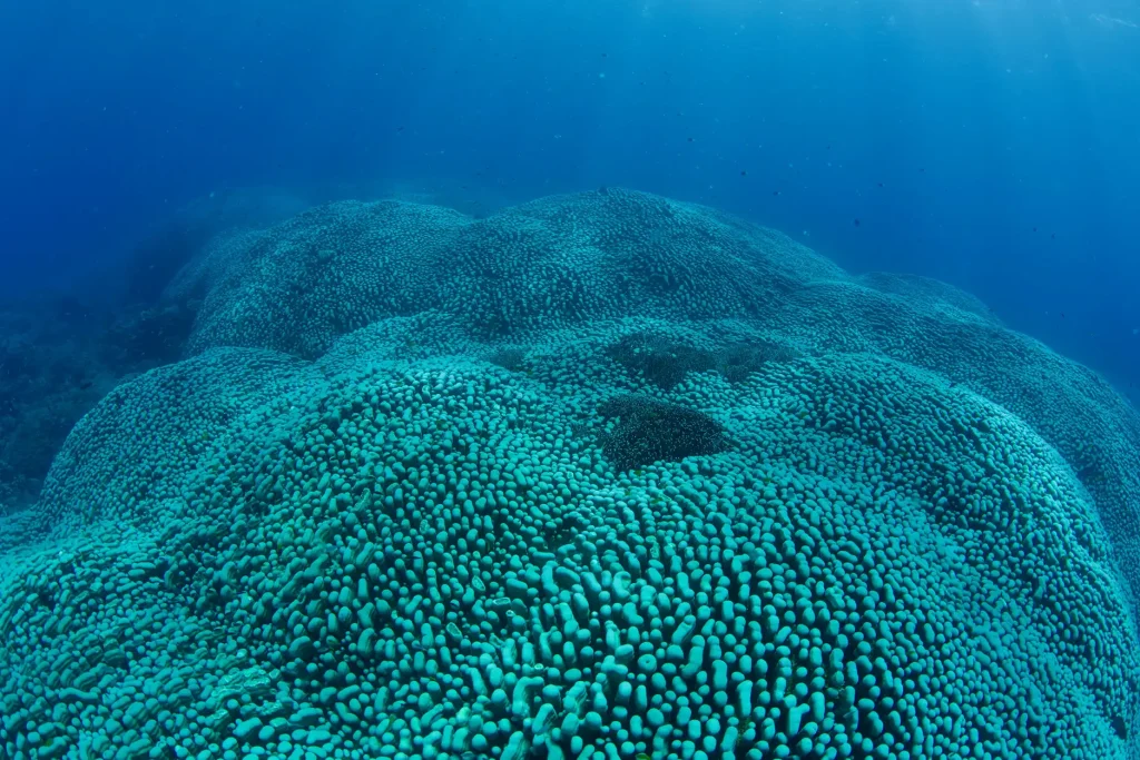 World's largest coral reef colony discovered on the Great Barrier Reef by mother-daughter diving duo - stretching the length of a football field, it dwarfs all previous records.