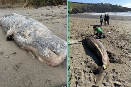Youngest sperm whale ever recorded in England and Wales found dead on Devon beach - the 12-foot calf is believed to have just been born before storms played a part in its death.