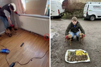 Record rainfall is driving disease-carrying rats into clean, well-kept homes across the UK - with one pest controller called out up to 10 times a week to tackle the vermin.