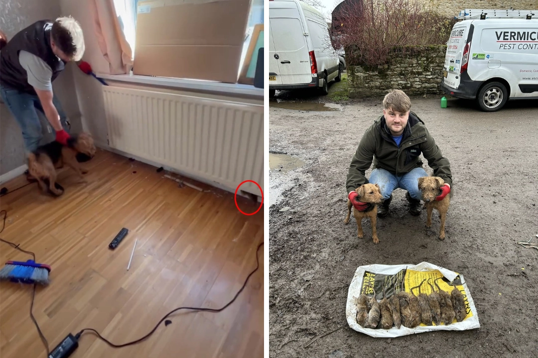 Record rainfall is driving disease-carrying rats into clean, well-kept homes across the UK - with one pest controller called out up to 10 times a week to tackle the vermin.