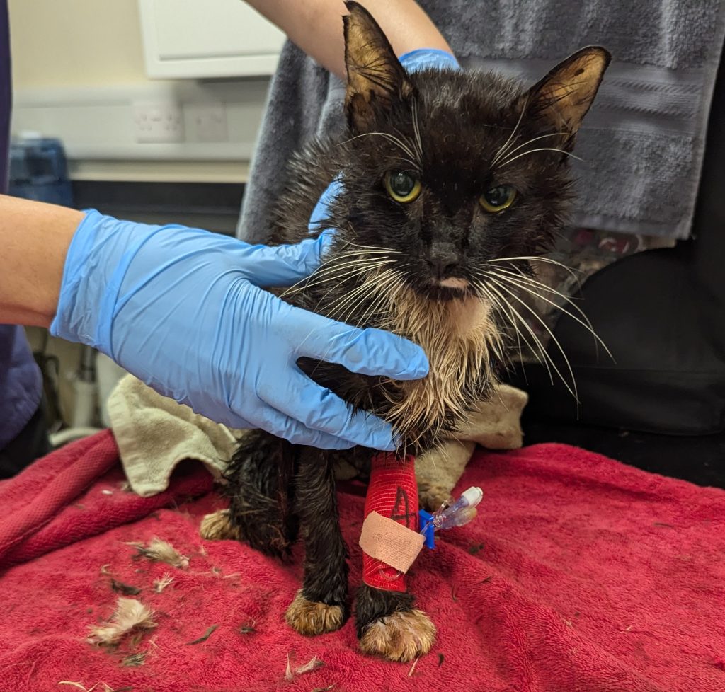 A woman who trapped 23 cats in a wheelie bin, leaving eight dead and others severely dehydrated and terrified, has been banned from keeping pets for 10 years.
