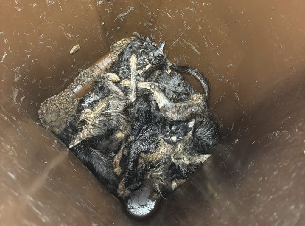 A woman who trapped 23 cats in a wheelie bin, leaving eight dead and others severely dehydrated and terrified, has been banned from keeping pets for 10 years.