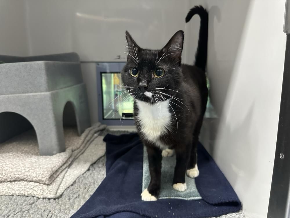 A woman who trapped 23 cats in a wheelie bin, leaving eight dead and others severely dehydrated and terrified, has been banned from keeping pets for 10 years.