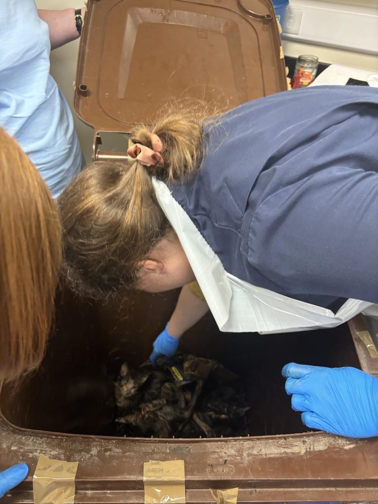 A woman who trapped 23 cats in a wheelie bin, leaving eight dead and others severely dehydrated and terrified, has been banned from keeping pets for 10 years.