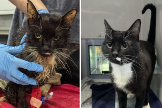 A woman who trapped 23 cats in a wheelie bin, leaving eight dead and others severely dehydrated and terrified, has been banned from keeping pets for 10 years.