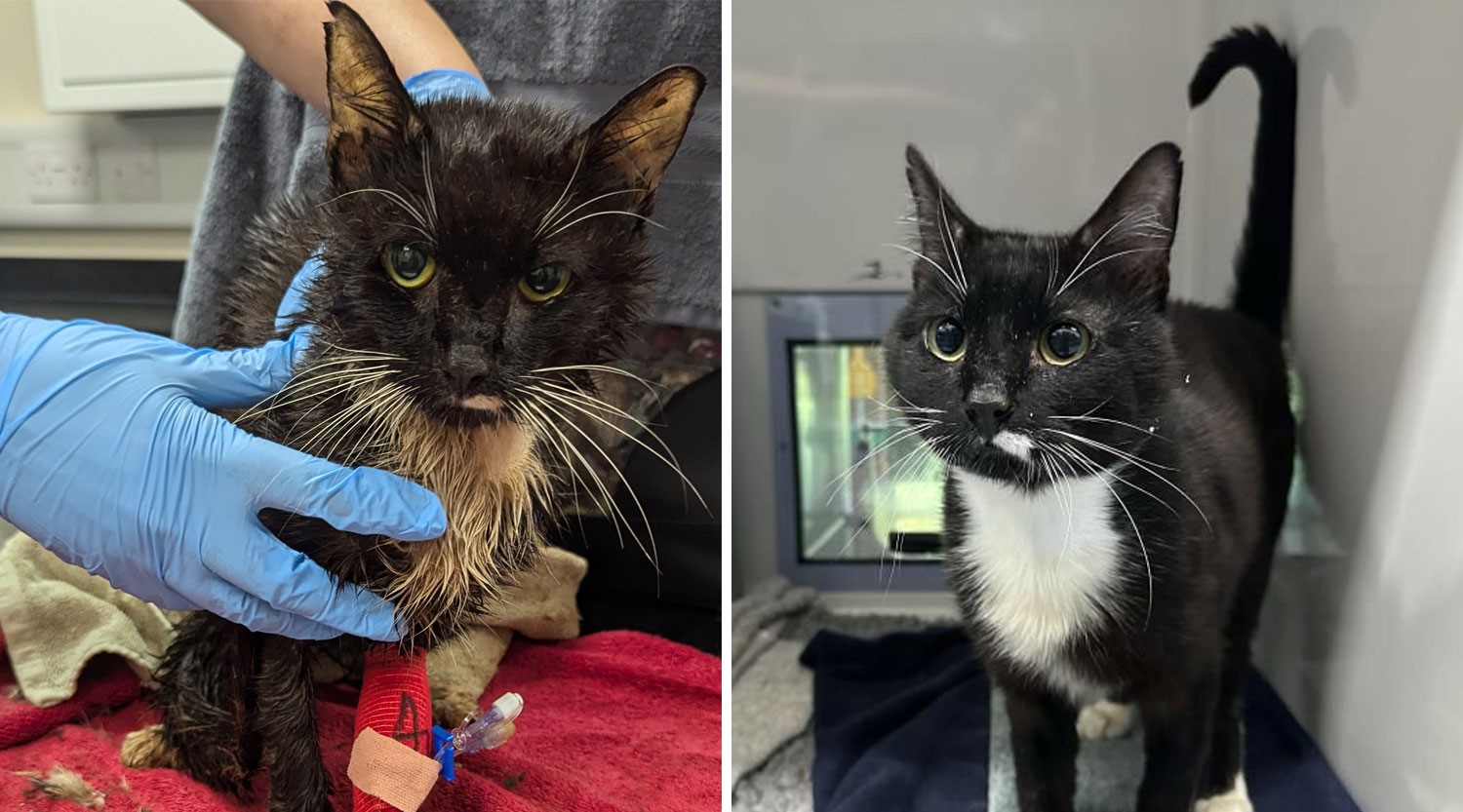 A woman who trapped 23 cats in a wheelie bin, leaving eight dead and others severely dehydrated and terrified, has been banned from keeping pets for 10 years.