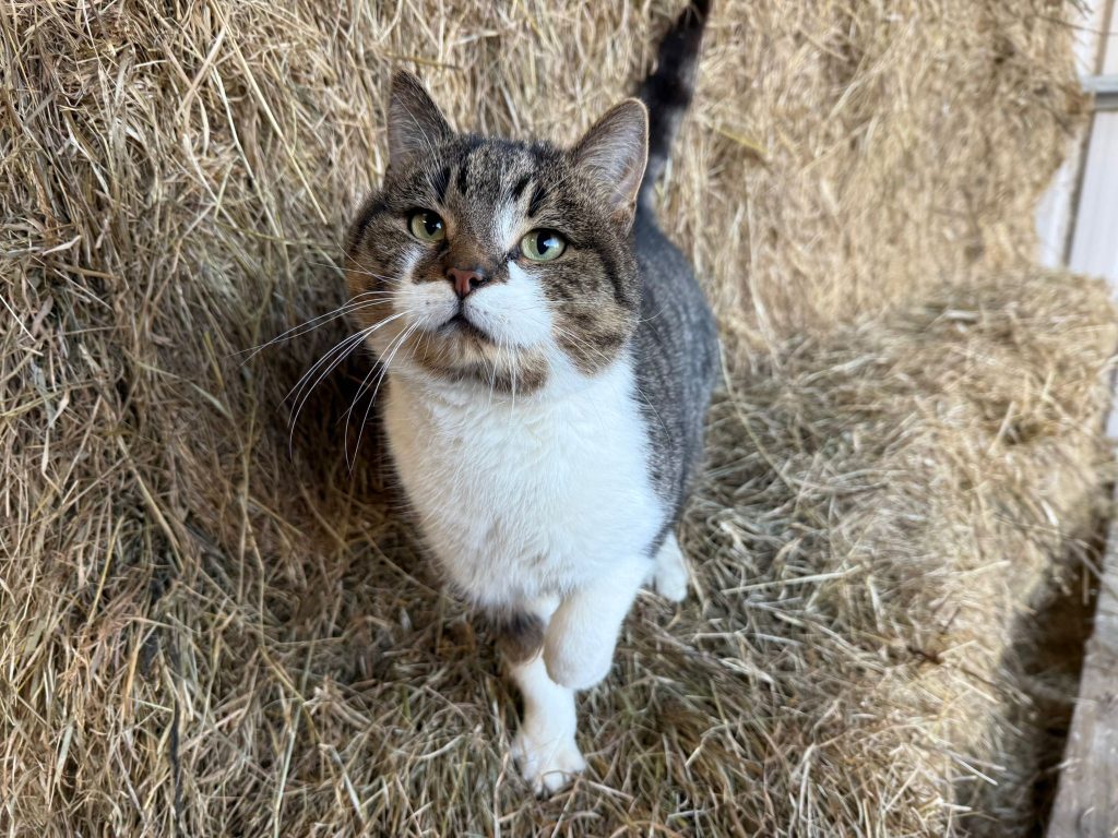 A woman who trapped 23 cats in a wheelie bin, leaving eight dead and others severely dehydrated and terrified, has been banned from keeping pets for 10 years.