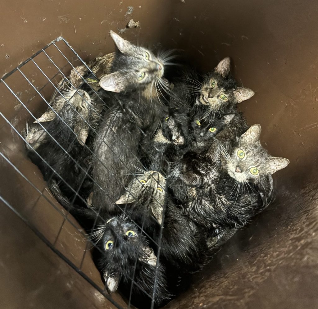 A woman who trapped 23 cats in a wheelie bin, leaving eight dead and others severely dehydrated and terrified, has been banned from keeping pets for 10 years.