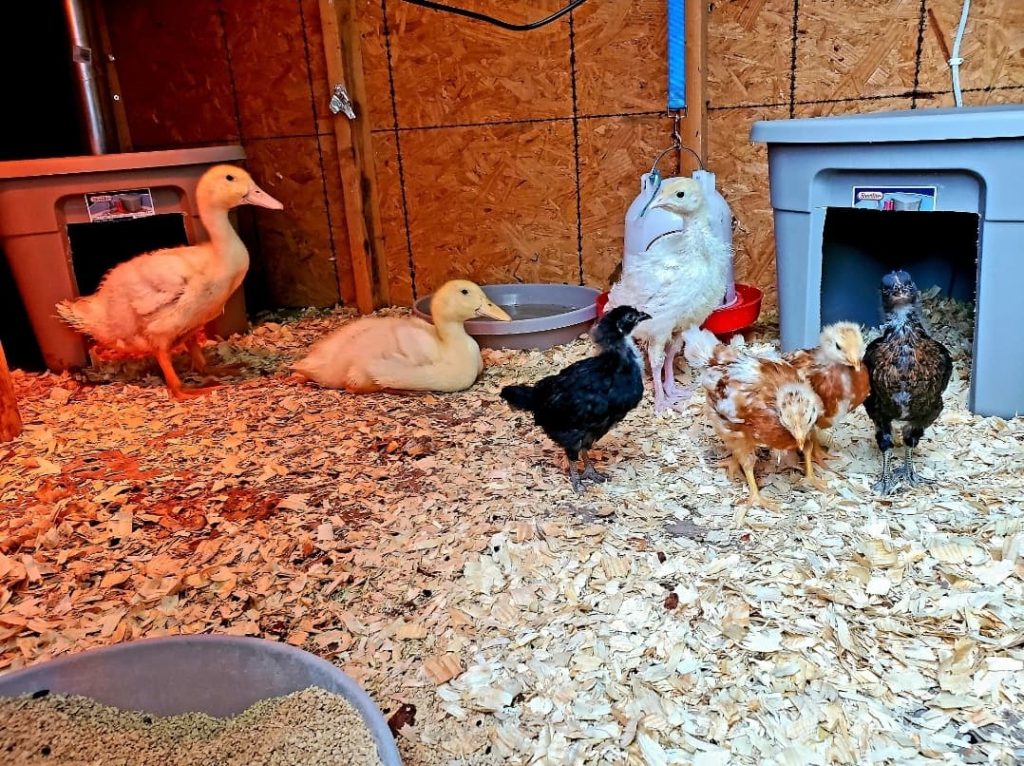 Doomsday prepper Rowan MacKenzie urges Americans to pull cash from banks, pack go bags and secure documents as the US-Iran war escalates into its 11th day of conflict.