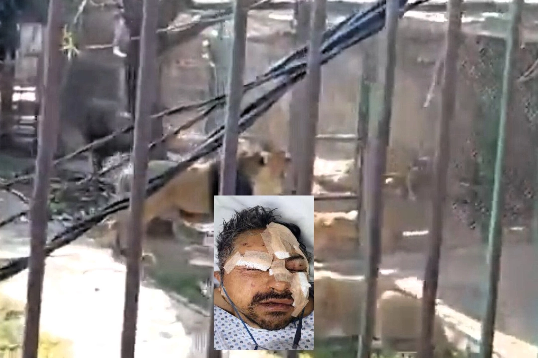 A drunk man was mauled by lions after jumping a fence and releasing six big cats from their cages at a Mexican zoo - then had to hide in a cage as they turned on him.