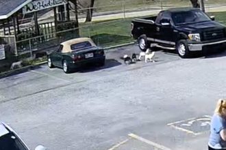 Nine dogs were heartlessly dumped from a truck outside a rescue, with footage showing them chasing the vehicle before staff rushed in to save the abandoned pups from danger.