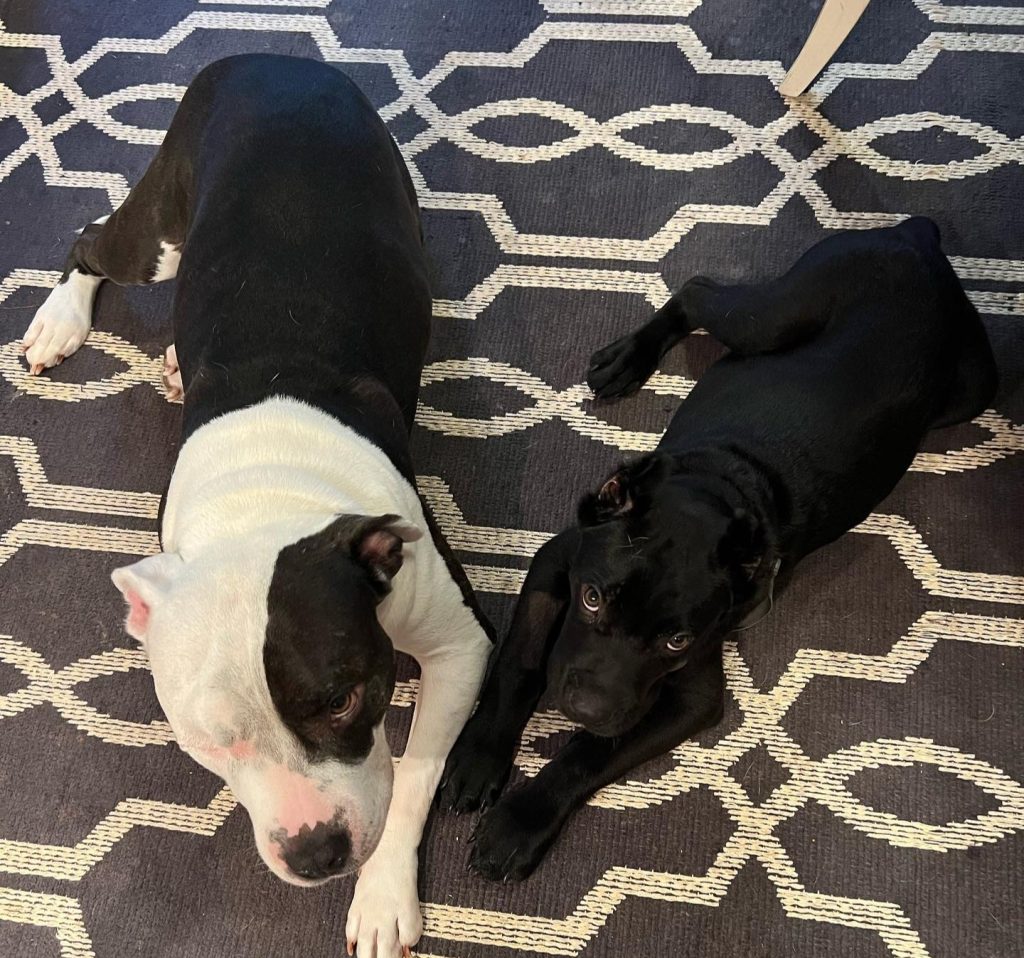 A fitness influencer faces animal cruelty charges after a viral video appeared to show him attacking a dog, with prosecutors and witnesses clashing over what really happened