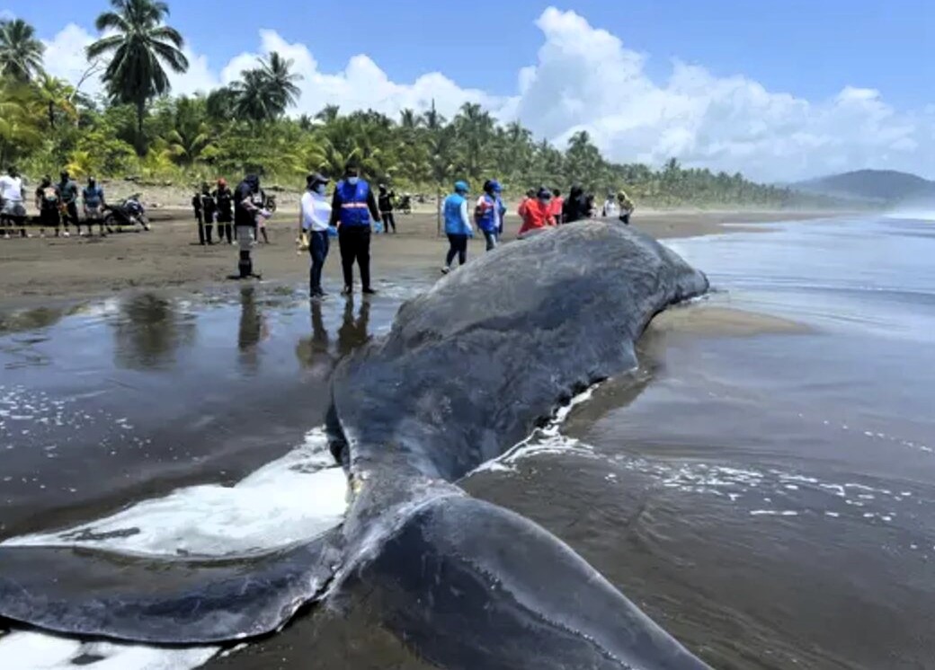 A giant sperm whale has died on a beach in Colombia after becoming entangled in an illegal fishing net - despite desperate rescue efforts from locals and coastguard officials.