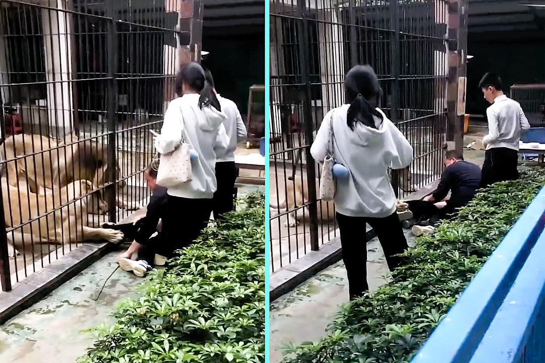 Girl attacked by lion after it grabbed her through cage bars while she was feeding it at a Chinese zoo - a keeper fought to free her using a metal rod in a terrifying struggle.