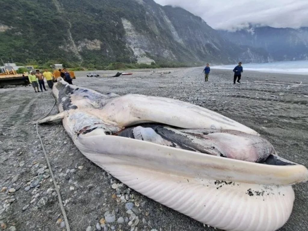 A rare 50ft fin whale carcass was hauled ashore in Taiwan after floating into a fishing net - with its swollen belly deflating on the beach causing blood and gas to gush out.