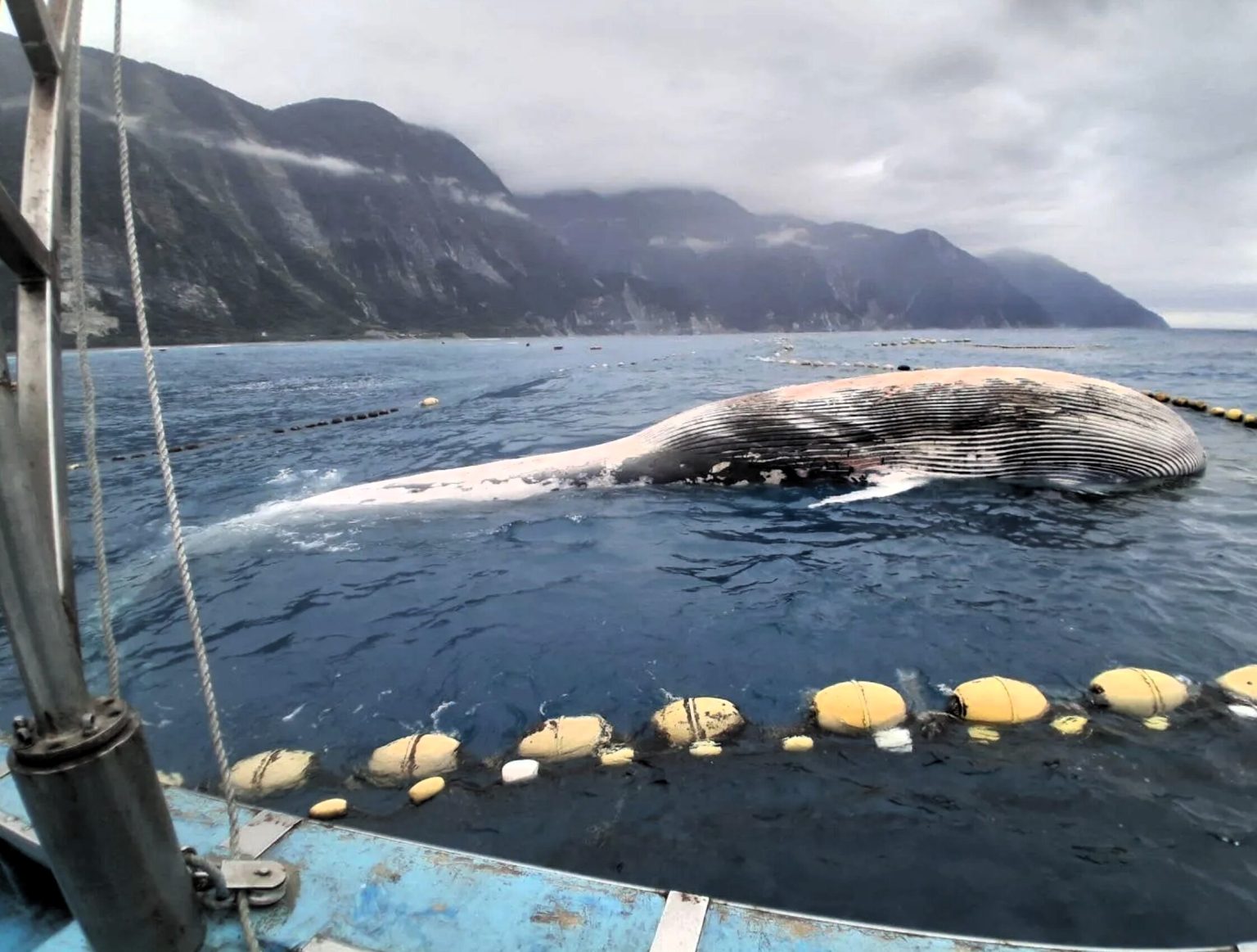 A rare 50ft fin whale carcass was hauled ashore in Taiwan after floating into a fishing net - with its swollen belly deflating on the beach causing blood and gas to gush out.