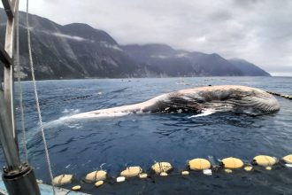 A rare 50ft fin whale carcass was hauled ashore in Taiwan after floating into a fishing net - with its swollen belly deflating on the beach causing blood and gas to gush out.
