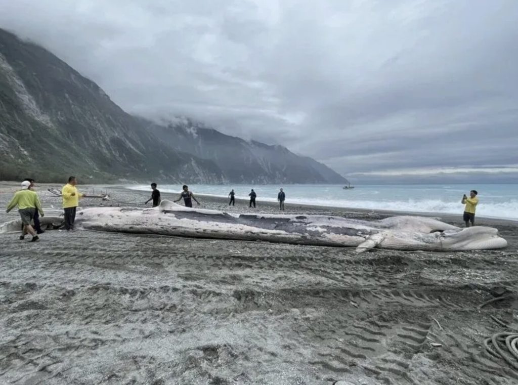 A rare 50ft fin whale carcass was hauled ashore in Taiwan after floating into a fishing net - with its swollen belly deflating on the beach causing blood and gas to gush out.