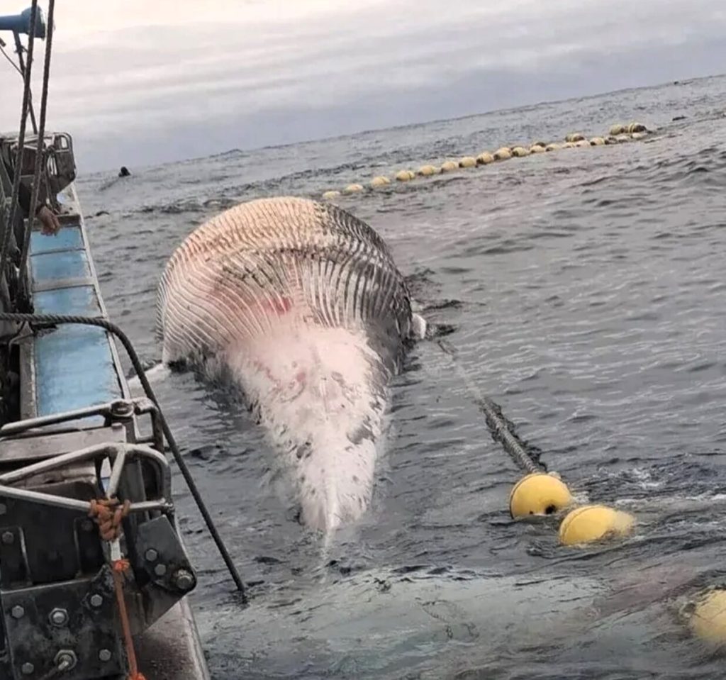 A rare 50ft fin whale carcass was hauled ashore in Taiwan after floating into a fishing net - with its swollen belly deflating on the beach causing blood and gas to gush out.