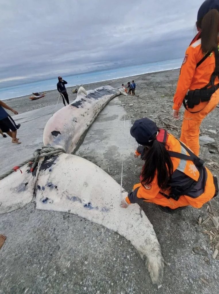 A rare 50ft fin whale carcass was hauled ashore in Taiwan after floating into a fishing net - with its swollen belly deflating on the beach causing blood and gas to gush out.