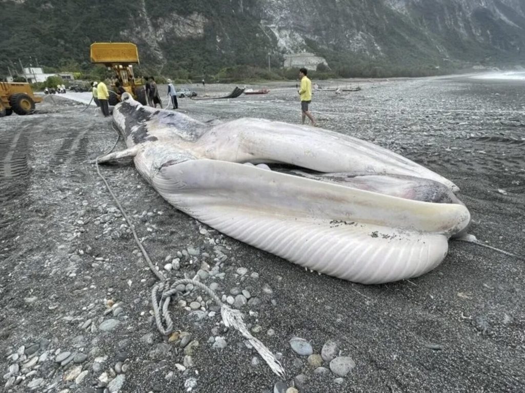 A rare 50ft fin whale carcass was hauled ashore in Taiwan after floating into a fishing net - with its swollen belly deflating on the beach causing blood and gas to gush out.