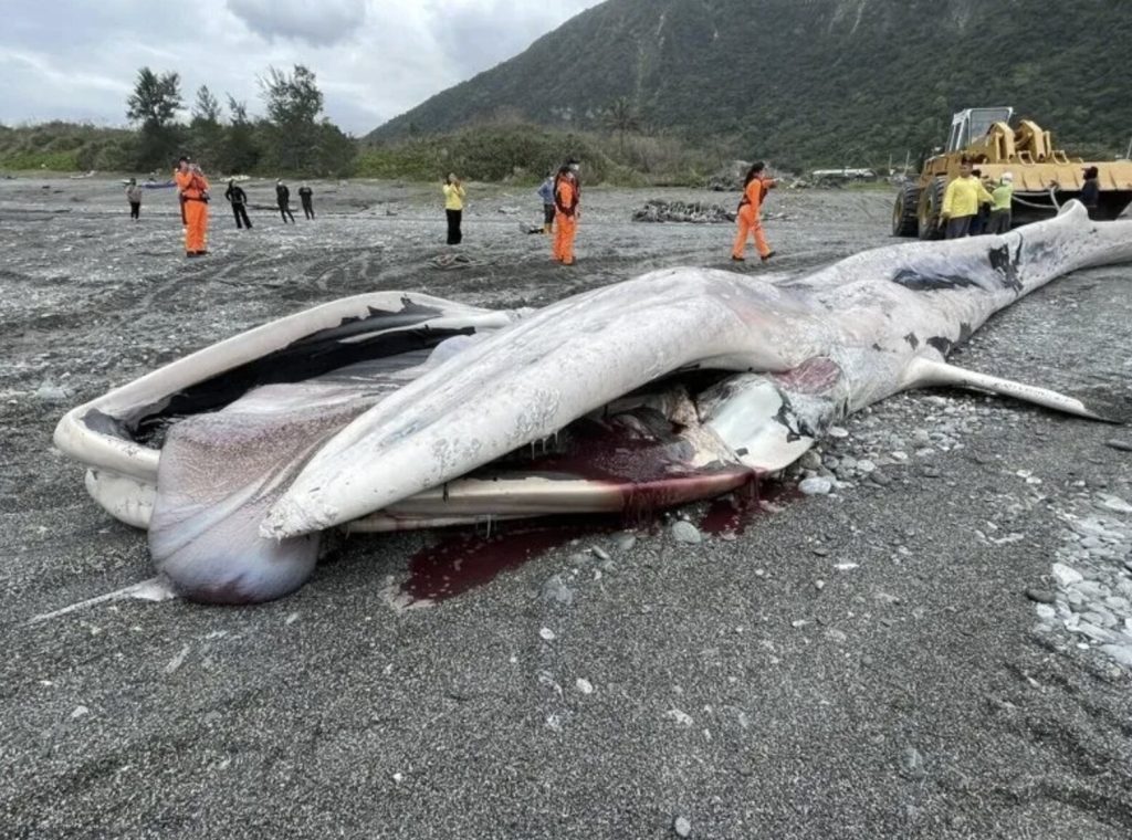 A rare 50ft fin whale carcass was hauled ashore in Taiwan after floating into a fishing net - with its swollen belly deflating on the beach causing blood and gas to gush out.