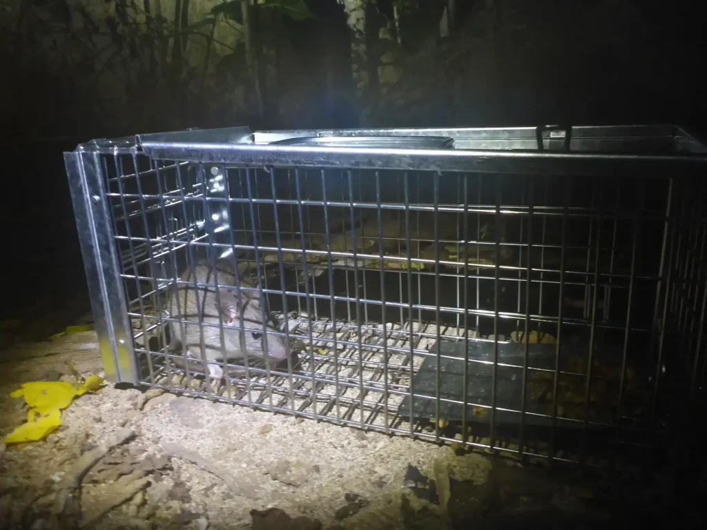 Killer black rats that feast on vulnerable bird eggs and turtle hatchlings have been wiped out from a paradise island on the Great Barrier Reef after an 18-month battle.