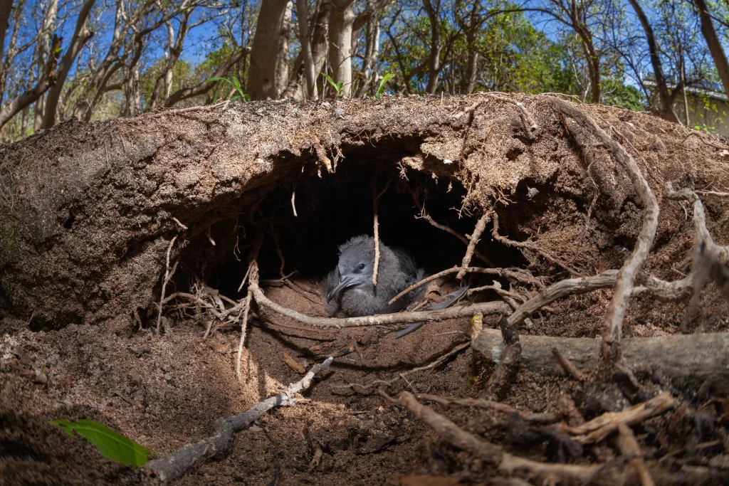 Killer black rats that feast on vulnerable bird eggs and turtle hatchlings have been wiped out from a paradise island on the Great Barrier Reef after an 18-month battle.