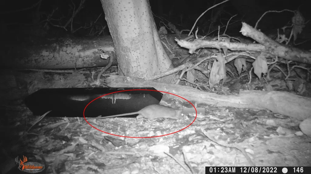 Killer black rats that feast on vulnerable bird eggs and turtle hatchlings have been wiped out from a paradise island on the Great Barrier Reef after an 18-month battle.