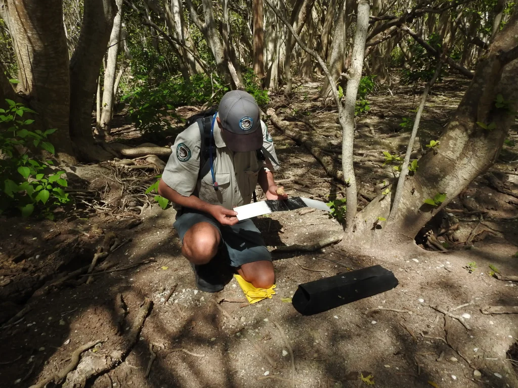 Killer black rats that feast on vulnerable bird eggs and turtle hatchlings have been wiped out from a paradise island on the Great Barrier Reef after an 18-month battle.