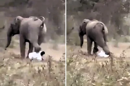 A man survived a brutal elephant attack after being trampled by the 600lb animal, astonishing onlookers by getting up and walking away before being rushed to hospital