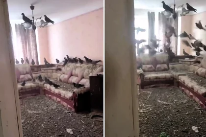 A man returned home after three years working in Siberia to find his flat completely taken over by pigeons - with droppings coating every surface and dozens nesting inside.