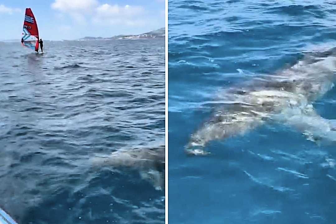 A massive shark stunned sailors during a regatta in Palma Bay, swimming dangerously close to boats as experts link the rare sighting to declining Mediterranean shark populations.