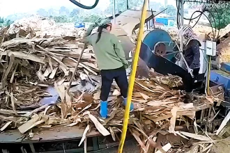 Woman dies in horrifying workplace accident after being pulled into a wood chipper at a factory in Vietnam - as her desperate co-worker tried in vain to save her life.