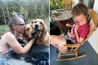 A family in Colorado is terrified after their dogs were repeatedly poisoned by methamphetamine-laced hot dogs thrown into their garden - and now they feel forced to move.