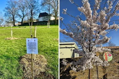 Three cherry trees gifted by Japan to celebrate friendship with the UK stolen from a Bristol park - along with their stakes, guards and even the explanatory sign.