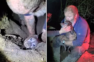 A rescuer breaks his finger digging with bare hands to save a trapped dog buried underground for days, as a dramatic search ends in an emotional last-minute rescue