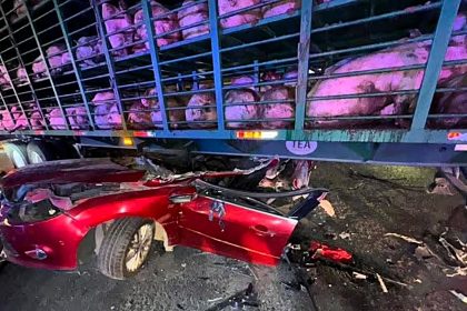 A speeding driver miraculously survived after his car was split in half and the roof sliced off when he crashed into a lorry full of pigs after jumping a red light.