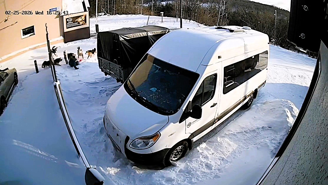 A woman was mauled by a pack of wild dogs after slipping on ice outside a hotel in Russia - before a brave guest rushed out to scare the snarling animals away from her.